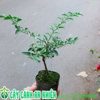 Cây Kim Quýt Mini
