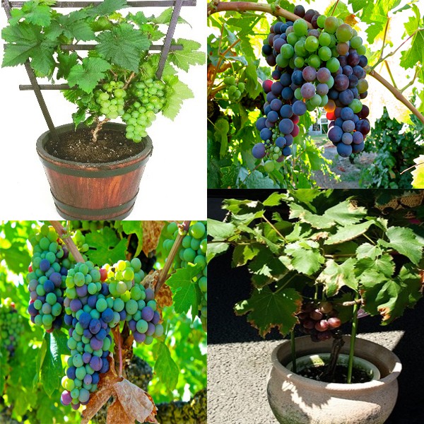 Hạt NHO lùn Pháp tỷ lệ nảy mầm cao Grape France seeds