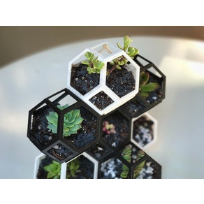 Chậu cây sen đá