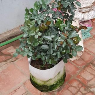 Bịch vải dầy dặn bền đẹp trồng hoa hồng