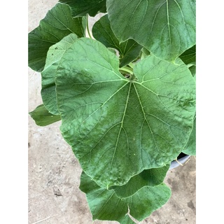 Cây bầu trưởng thành đang hoa