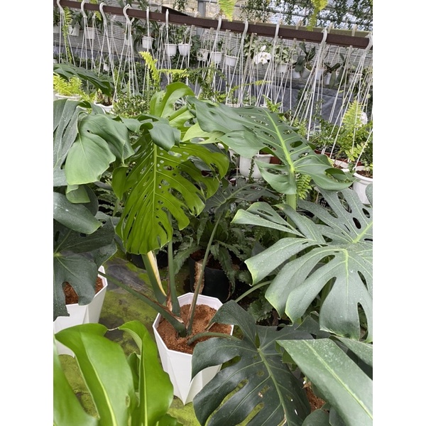 Chậu cứng Trầu bà Nam Mỹ