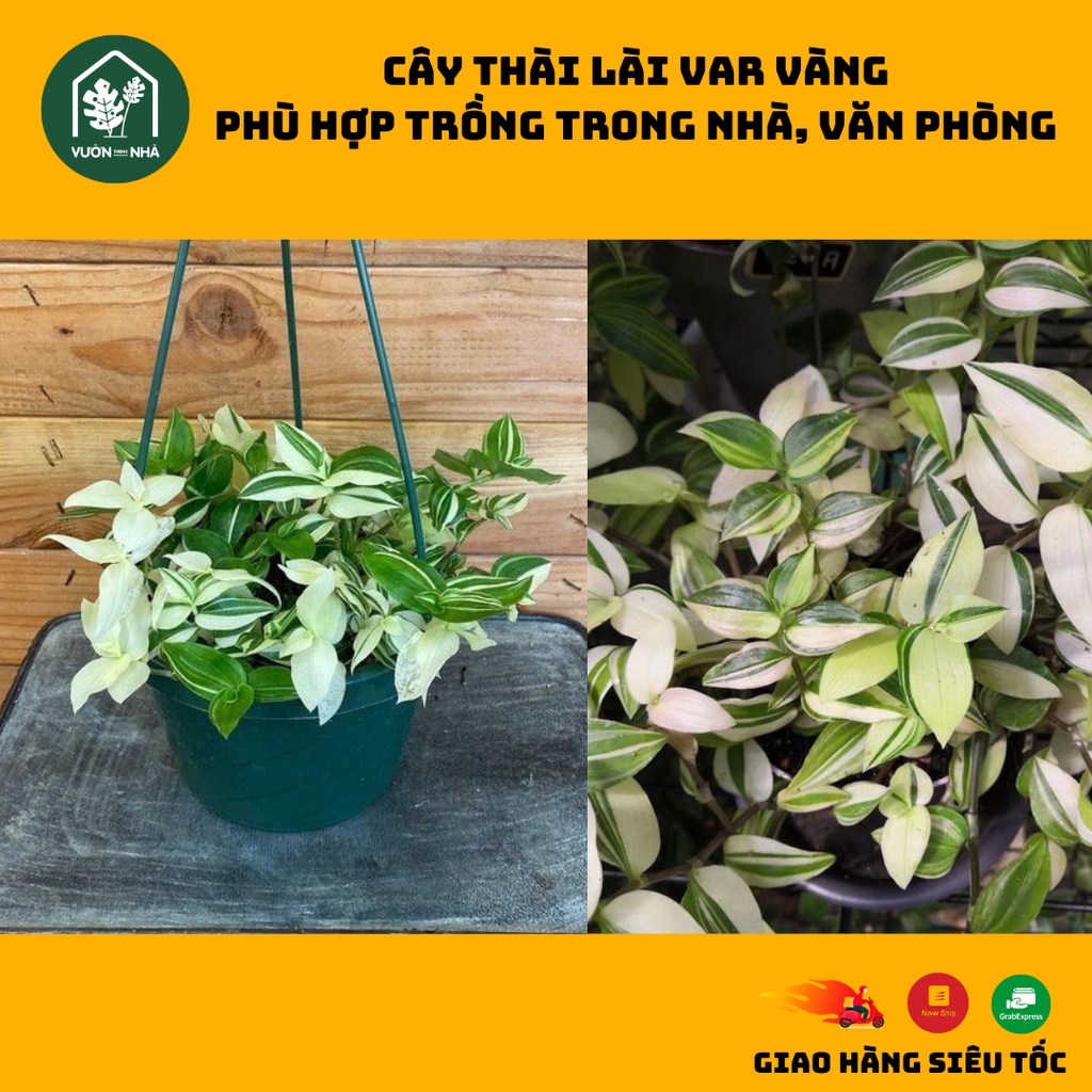 Cây Thài lài vàng - chậu 4,5 ngọn dài 20cm - cây khỏe dễ dàng chăm sóc