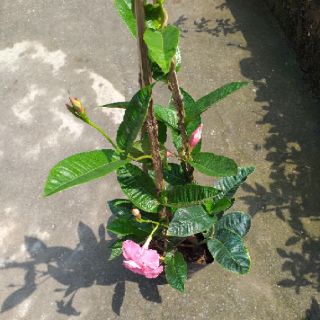 Chậu hoa hồng anh