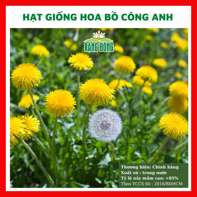 Hạt giống hoa bồ công anh đẹp chịu nhiệt trồng chậu, sân vườn ban công tỉ lệ nảy mầm cao 1g RADO 924