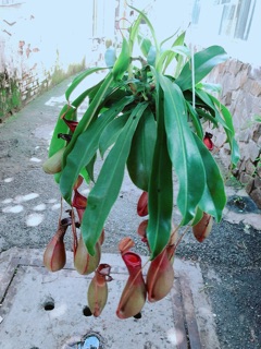 Chậu Cây Nắp Ấm Hàng Đẹp