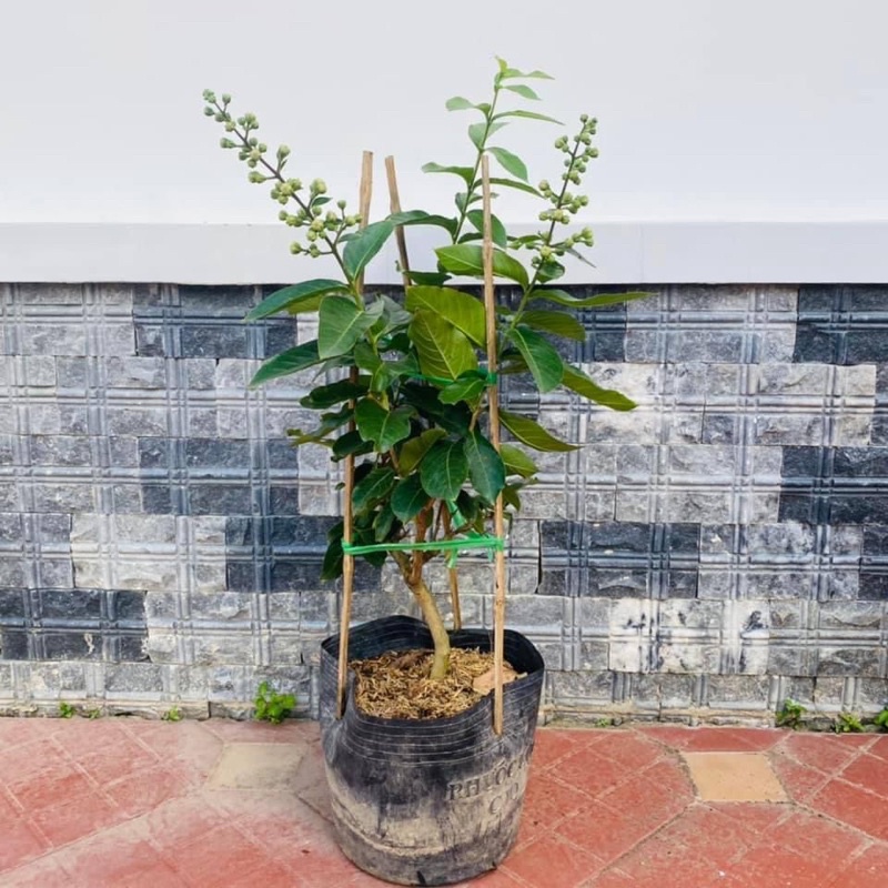 Cây bằng lăng tím Thái Lan siêu hoa, siêu nụ - cây khoẻ, chuẩn giống F1