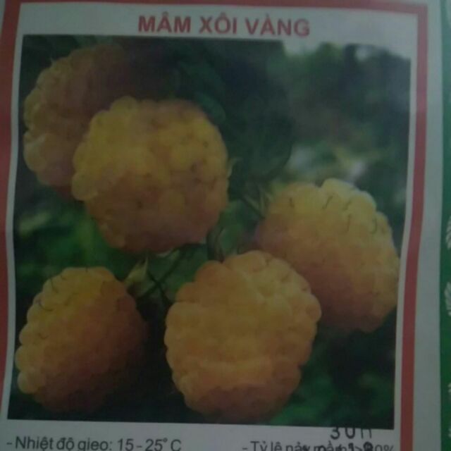 Mâm xôi vàng