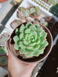 Sen đá size lớn ( được chọn mẫu)