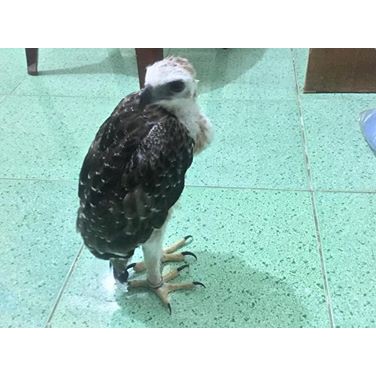 Vòng đeo chân cho chim cảnh có khắc thông tin