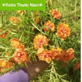 Combo 2 cành hoa mười giờ thái kép màu cam cành to khoẻ nhiều nhánh