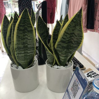 Combo hai cây lưỡi hổ để bàn