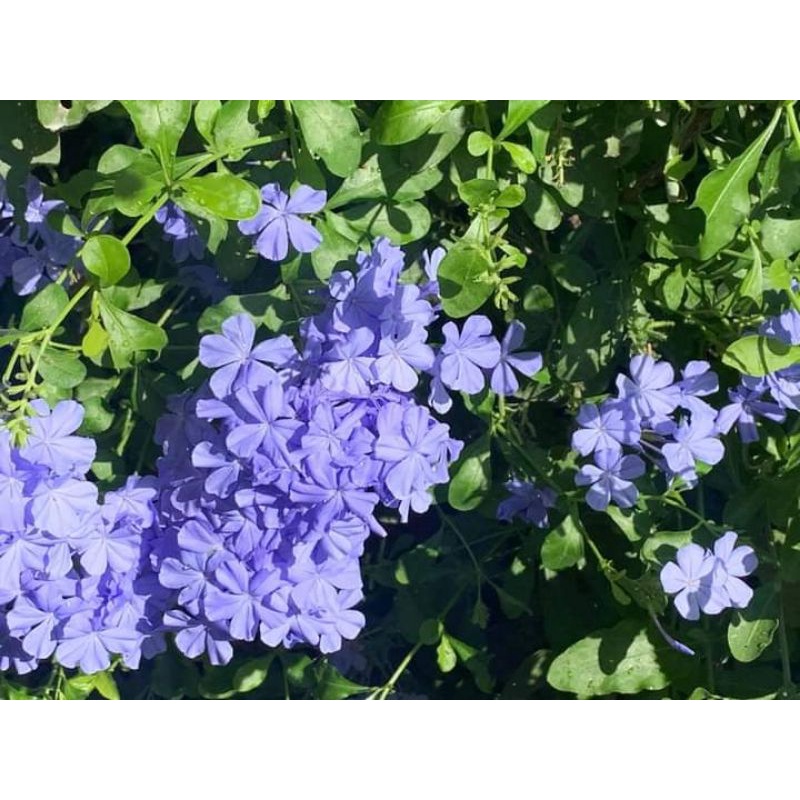 Chậu treo hoa thanh xà,  bạch xà