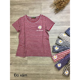 Áo thun cổ tròn sọc bigsize tuyenphan vnxk