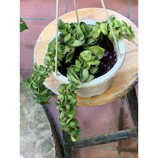 cẩm cù lá xoắn