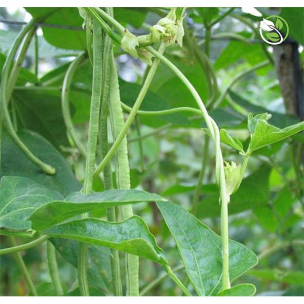 Hạt Giống Đậu Đũa Hạt Đen Phú Nông - Gói 10g - Yard Long Bean Black Seeds