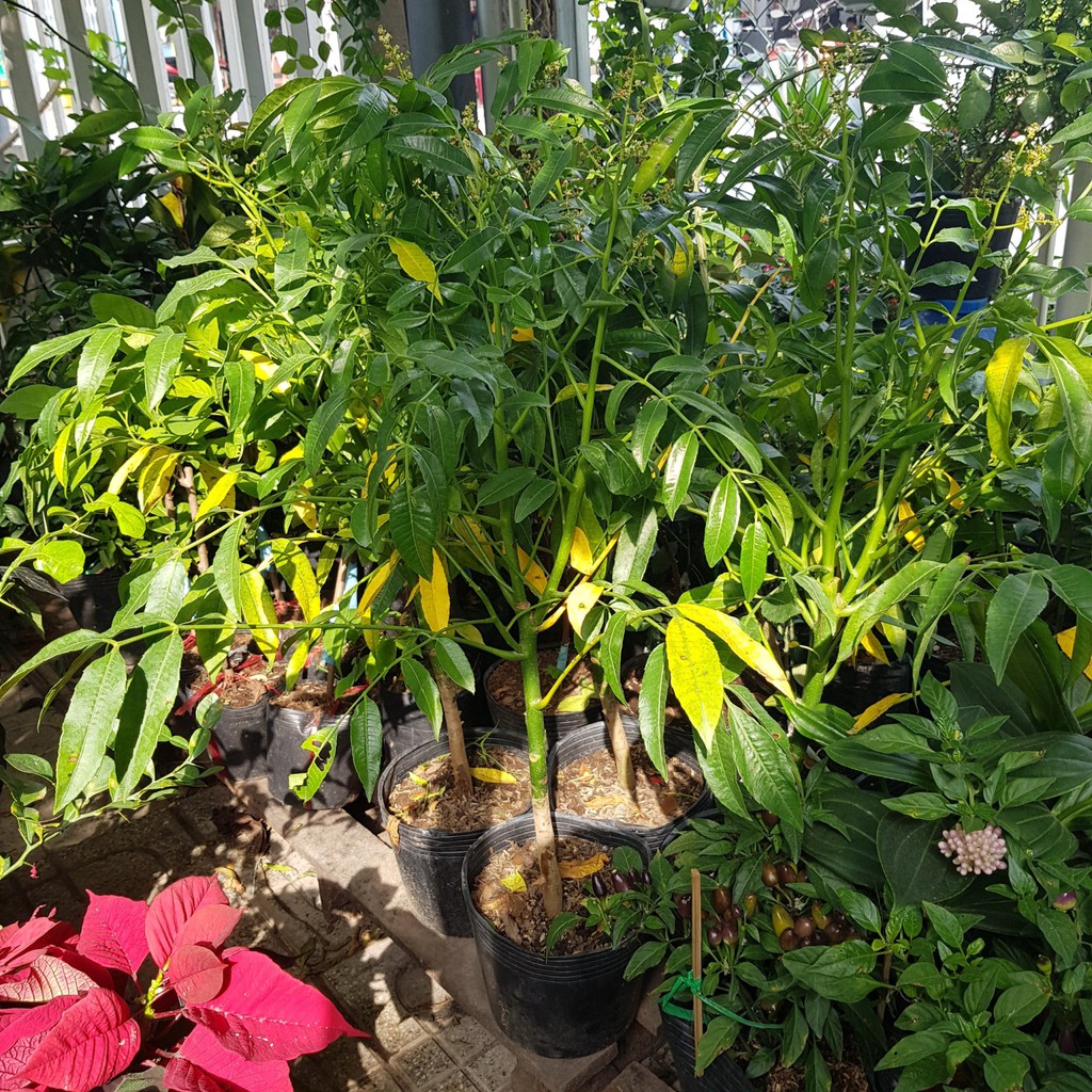 CÂY CÓC THÁI LÙN ĐANG CÓ HOA