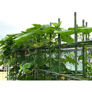 Ống thép bọc nhựa dùng làm cây đỡ hoa hồng, làm giàn cỡ 11mm dài 150cm