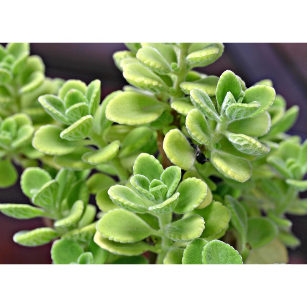 Cây giống Plectranthus amboinicus Cuban Oregano (Kinh Giới Cu Ba) (Lá Có Mùi Rất Thơm) chậu nhựa 8cm