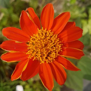 Hoa sơn quỳ(cúc quỳ). - Cây giống(có thể trồng chậu, sau 1 tháng có hoa)