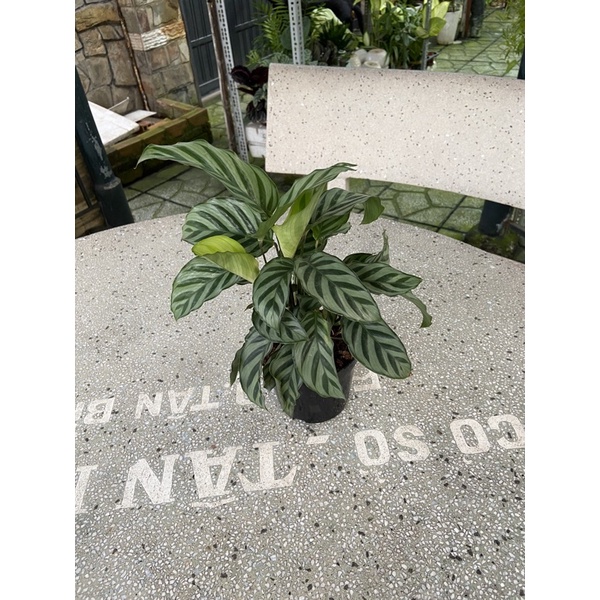 Đuôi công xanh mini(chậu nhựa 20-23cm)