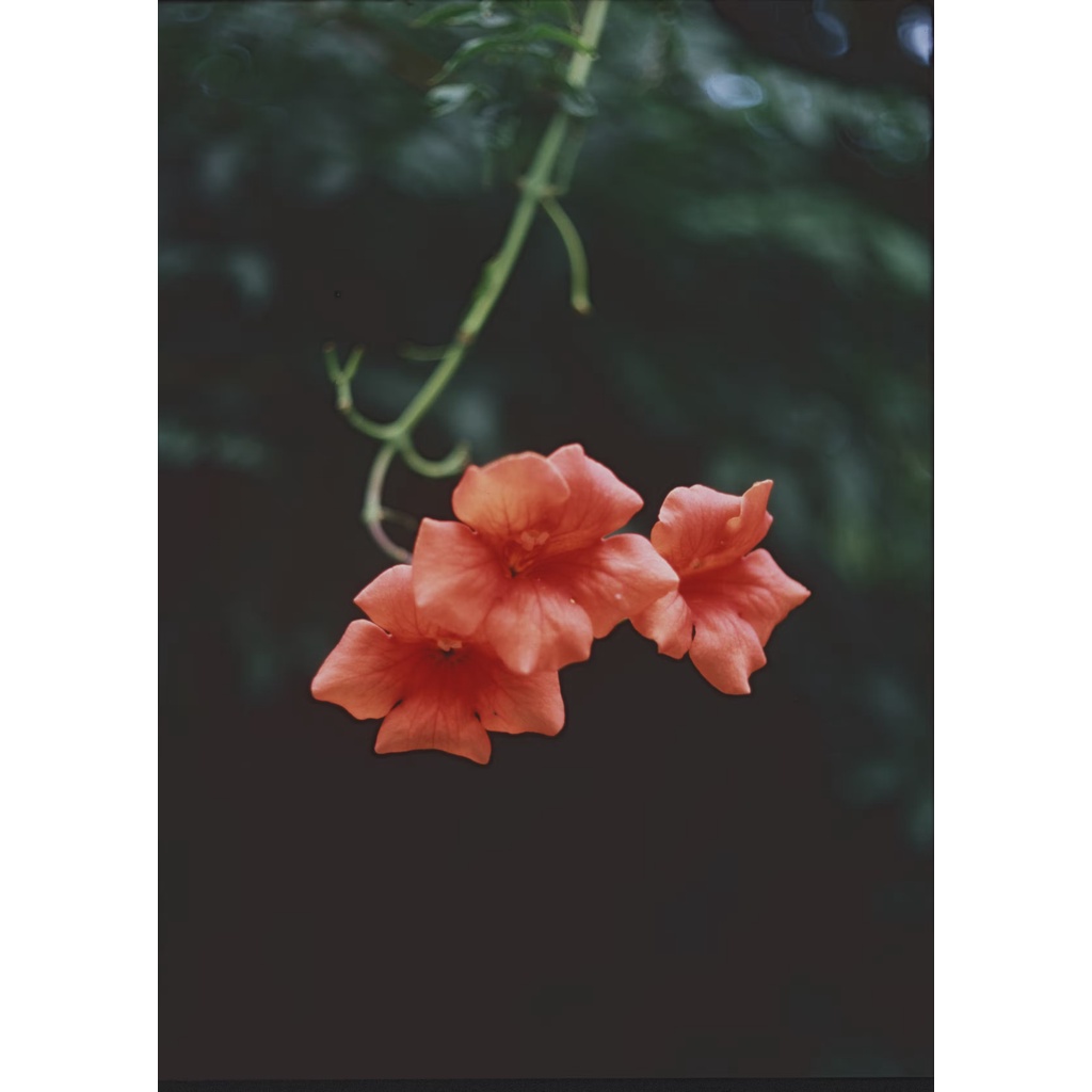 Phim Fujichrome Velvia ISO 50, Màu Color Reversal, 135/35mm x 36 Kiểu, In Date Cho Máy Chụp Ảnh Film - LIIQ Flash