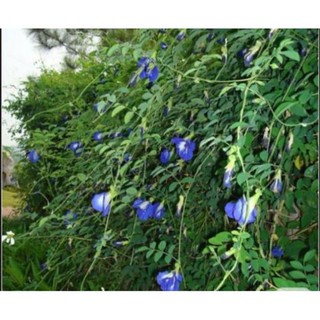 [100g] Hoa đậu biếc sấy khô