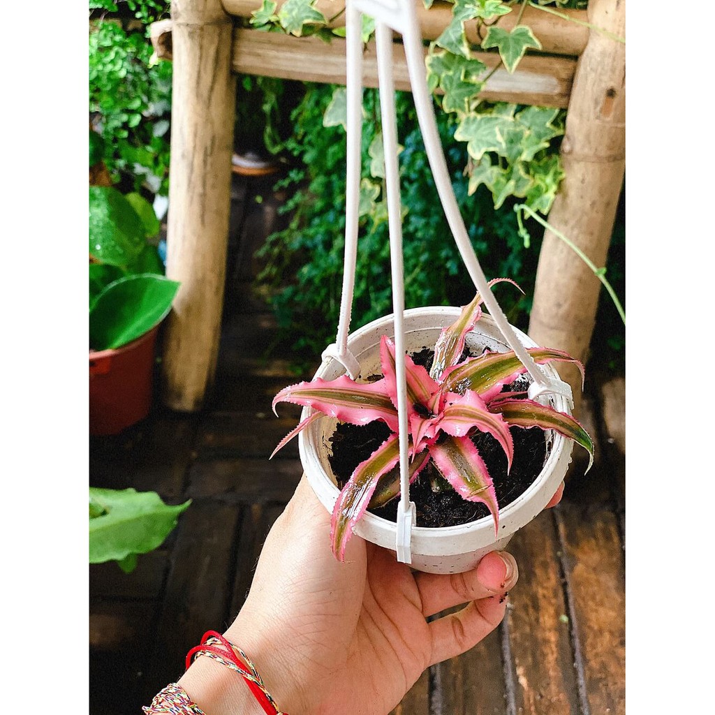 Cây Cryptanthus bivittatus Pink Starlite (Dứa cảnh, Nhung Diệp Tiểu Phụng) chậu nhựa treo