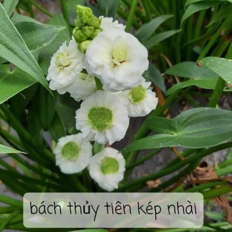 1Cây lan nước Bách thủy tiên - Cây thủy sinh -Phụ kiện thuỷ sinh