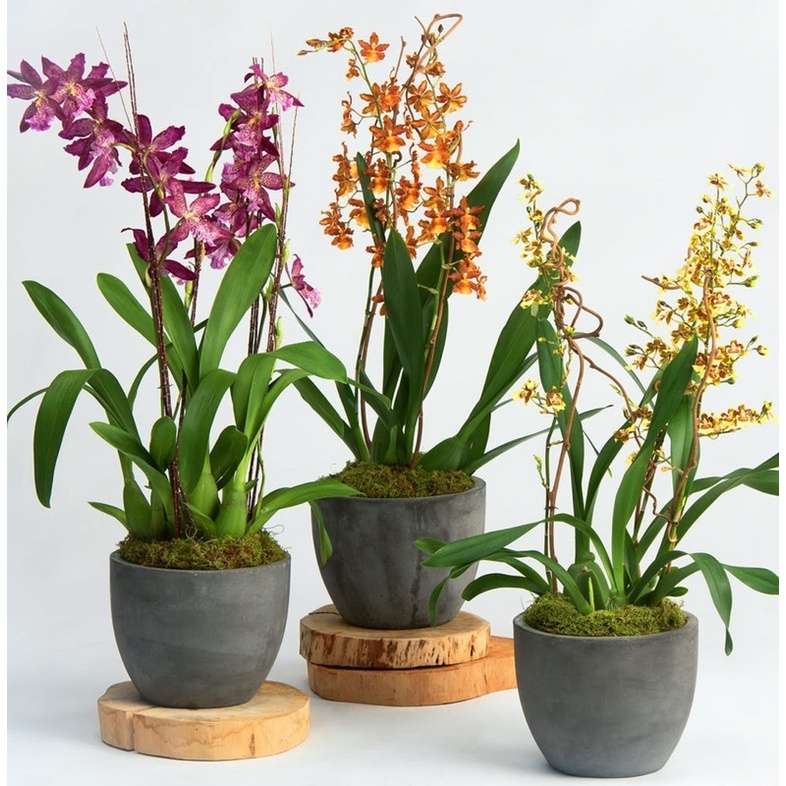 Hoa Lan vũ nữ HOA TẾT kèm phân