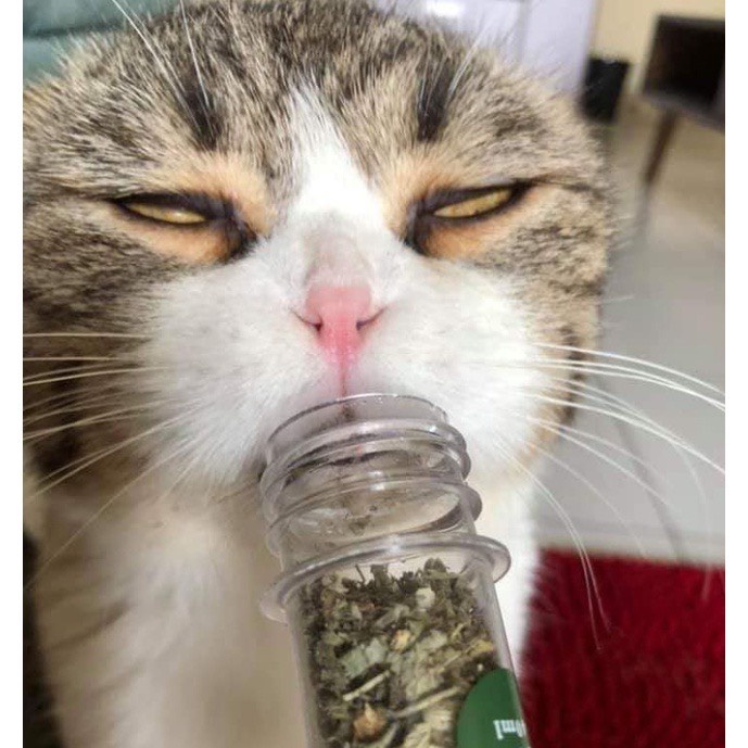 [Mã PET50K giảm Giảm 10% - Tối đa 50K đơn từ 250K] Ống Cỏ Mèo - Catnip 10g/ống - Mì Store