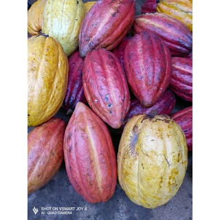 trái ca cao tươi (1kg)
