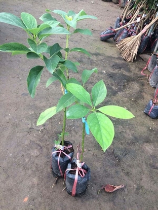 Giống bơ khủng