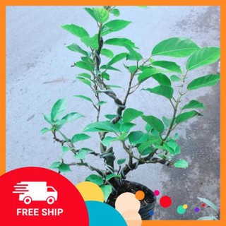 Cây Khế Bonsai