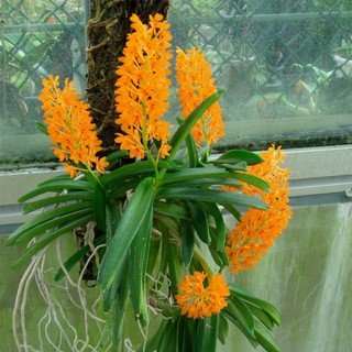 Hoa phong lan hoả hoàng cam 3 cây