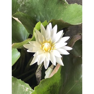 Hạt giống hoa súng Thái mini mix