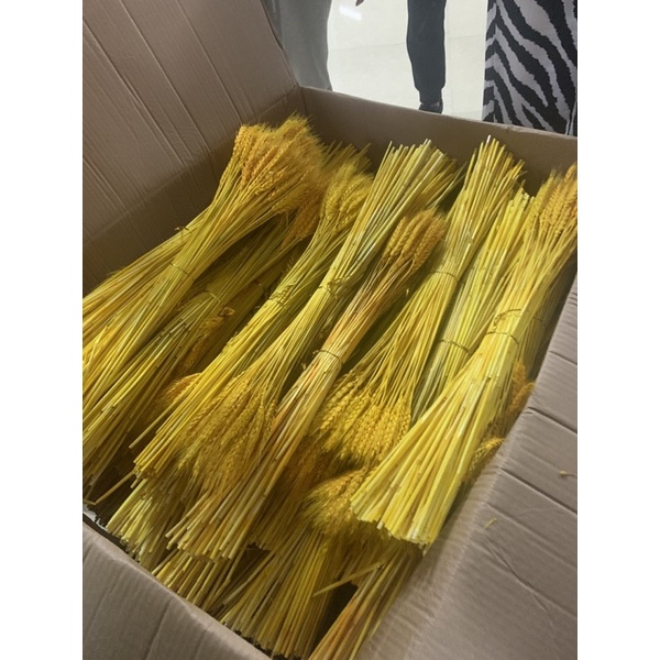 100 BÔNG LÚA 🌾 MẠCH 35k KHÔ TRANG TRÍ bó lúa