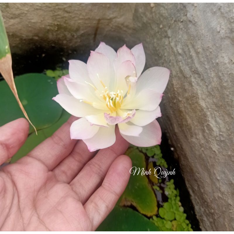 Củ sen siêu mini Rosy dot