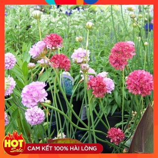 Hạt giống hoa cúc tai thỏ LUCKY - 50 hạt
