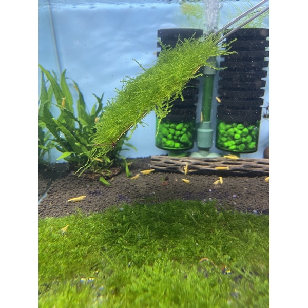Rêu mini taiwan vỹ 10x10cm - rêu thuỷ sinh - rêu dán đá - dán lũa không cần co2