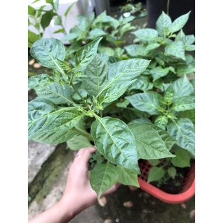 Cây ớt Aij Charapita mắc nhất thế giới