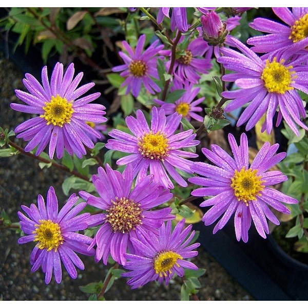 100H - #Hạt_Giống_Hoa_Thạch_Thảo_Mix ( tặng kèm kích mầm và phân bón )