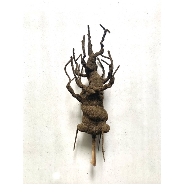 Gốc cây làm hoa mai, hoa đào