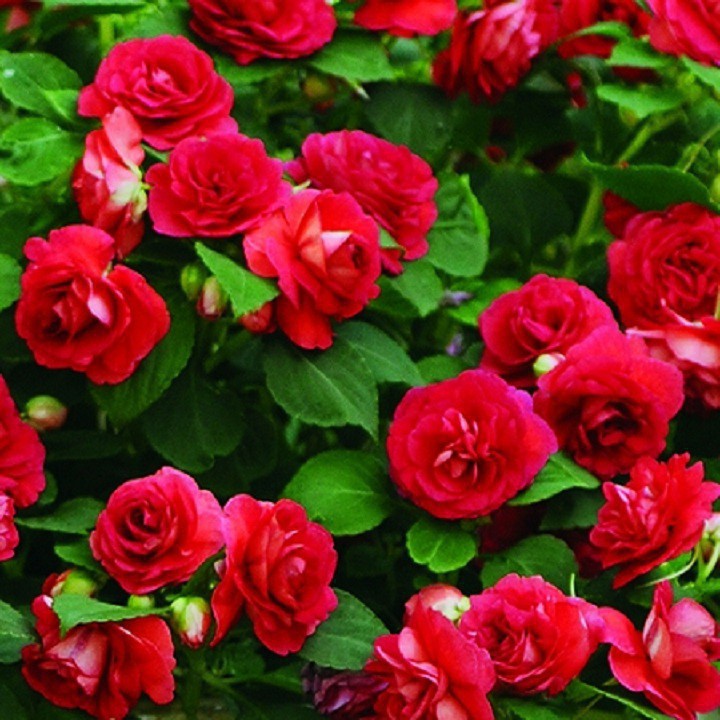 Hạt giống hoa Ngọc Thảo- Mai địa thảo kép MIX nhiều màu gói 20 hạt xuất xứ Đức ĐẠI GIẢM GIÁ TẾT