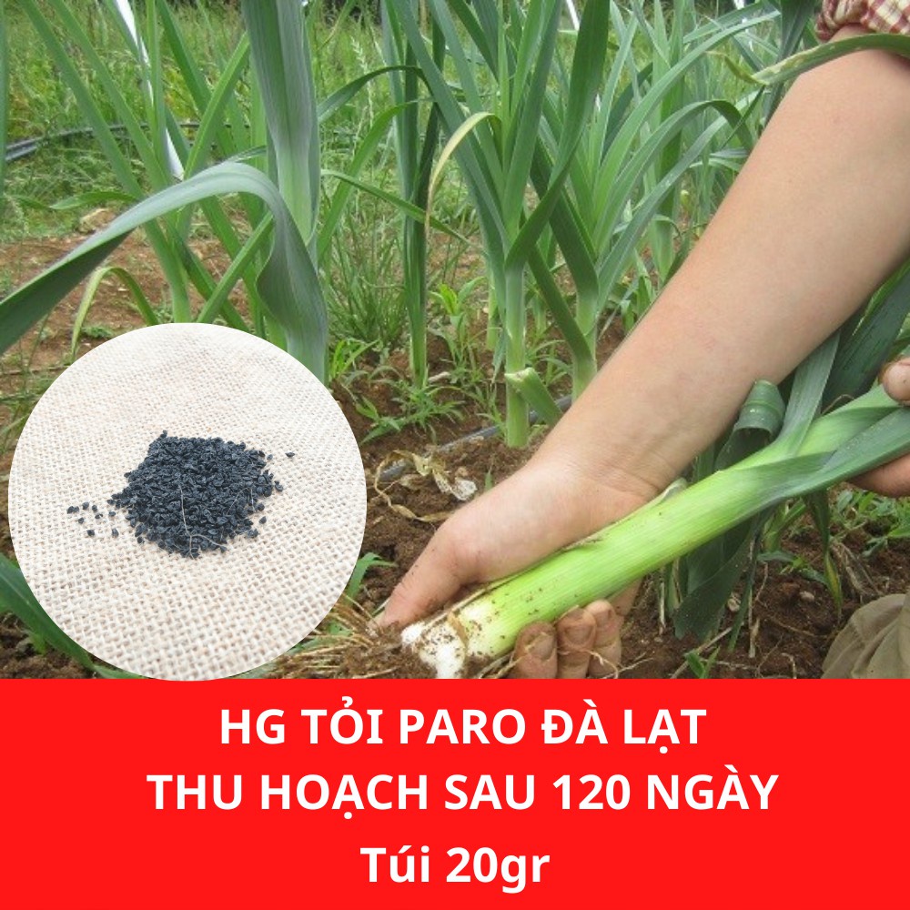 Hạt giống Tỏi Paro Đà Lạt  độ sạch 98% tỉ lệ nảy mầm hơn 75% thời gian thu hoạch sau 100 ngày gieo trồng JL7