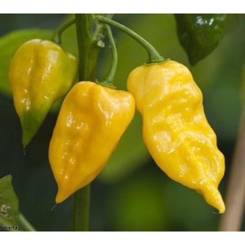 [HG Mỹ] Hạt giống Ớt Habanero Vàng Nhập khẩu Mỹ - 20 hạt - Nảy mầm 95%