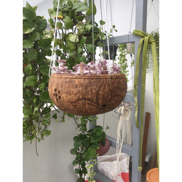 Set 2 gáo dừa trồng cây có hoa văn