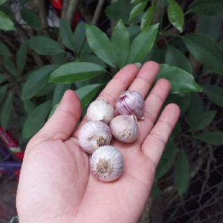 1kg tỏi cô đơn ta