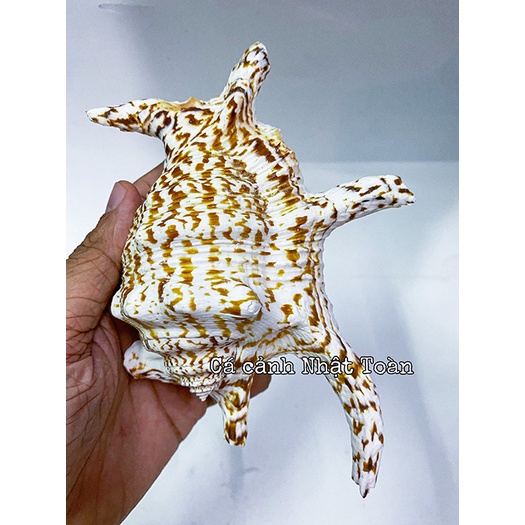 VỎ ÓC, SÒ TRANG TRÍ BỂ CÁ CẢNH SIZE TO HƠN BÀN TAY