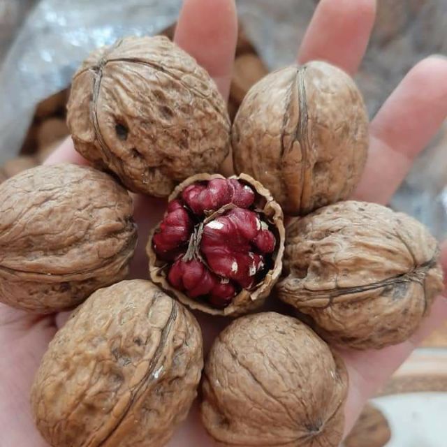 Combo gồm óc chó đỏ và nhân bí